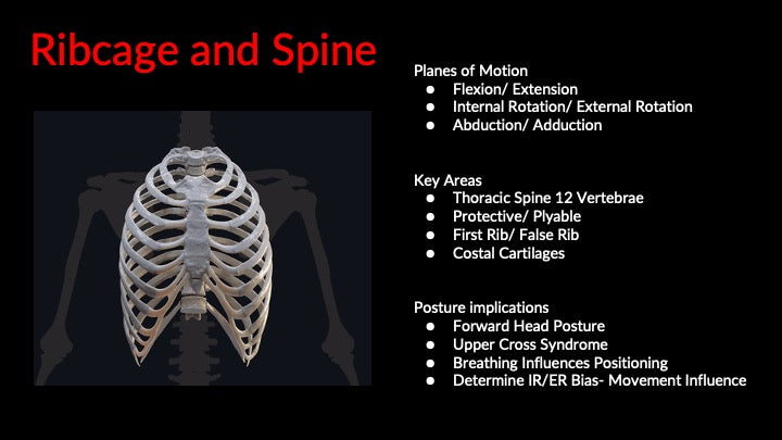 Chapter 2: Bone Structure
