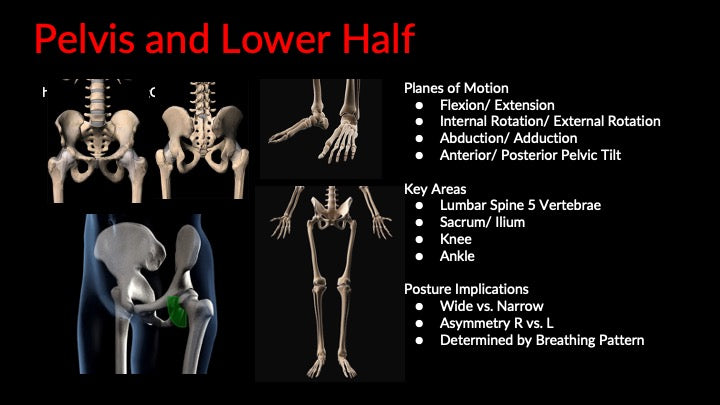 Chapter 2: Bone Structure