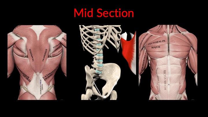 Chapter 3: Basic Anatomy